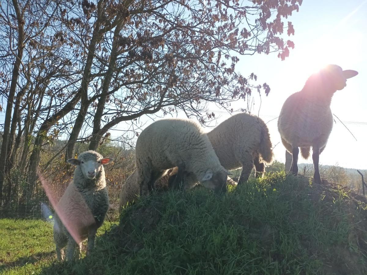 Pilikan Apartments - Park, Agroturism, Vineyard & Farm Cserszegtomaj Εξωτερικό φωτογραφία